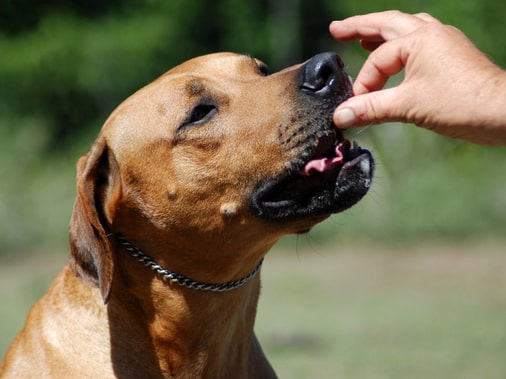 Рвота у собак: проблемы с пищеварением